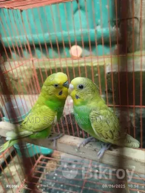 Photo - Budgerigar Paki Sel