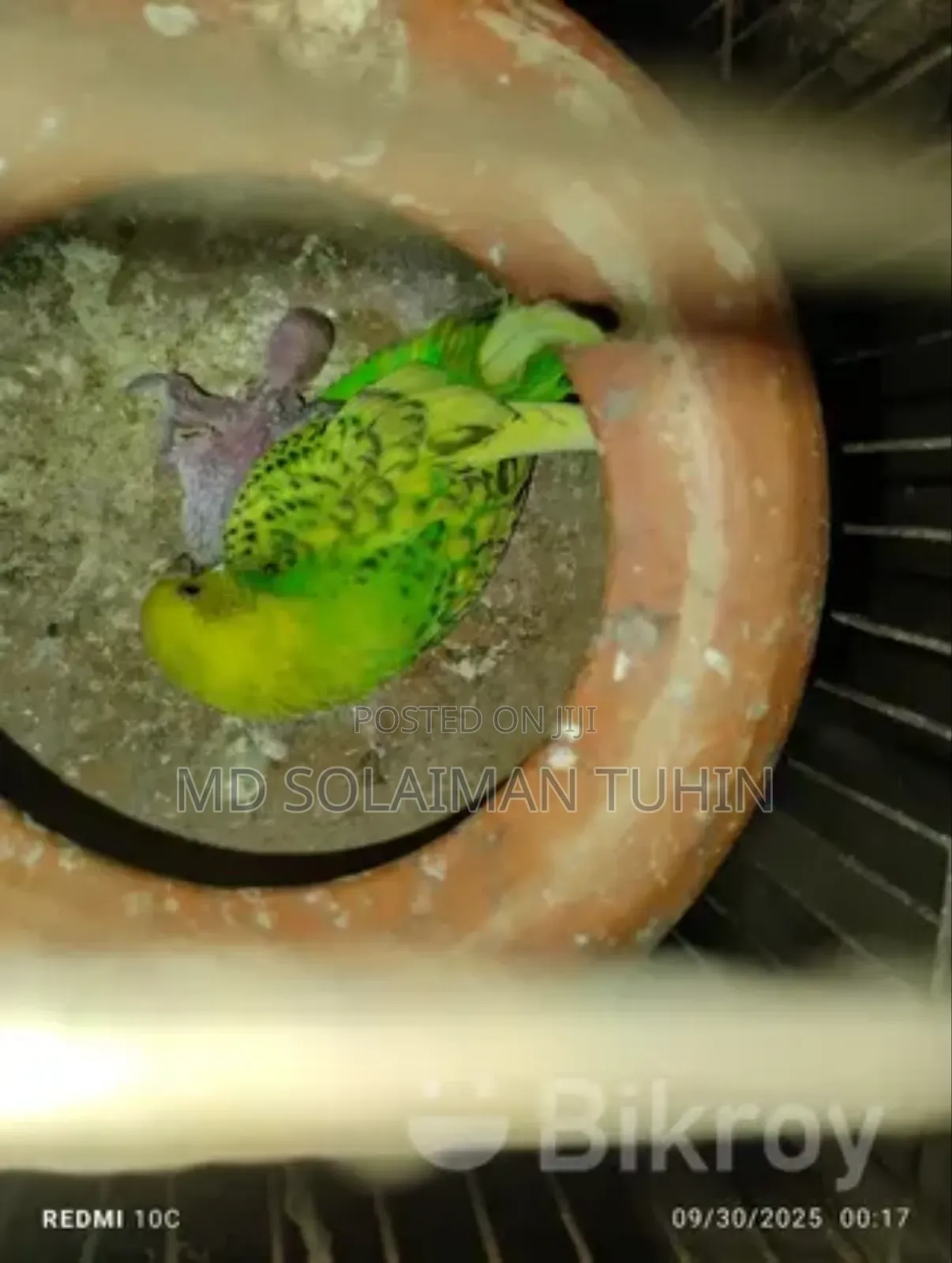 Budgerigar Paki Sel