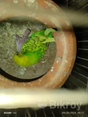 Budgerigar Paki Sel