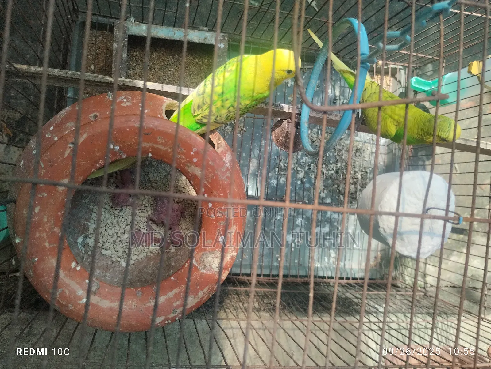 Budgerigar Paki Sel