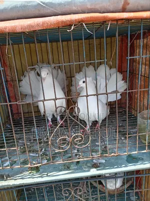 Photo - Lokka Kobotor