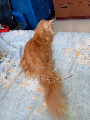 1-3 Months Male Purebred Persian