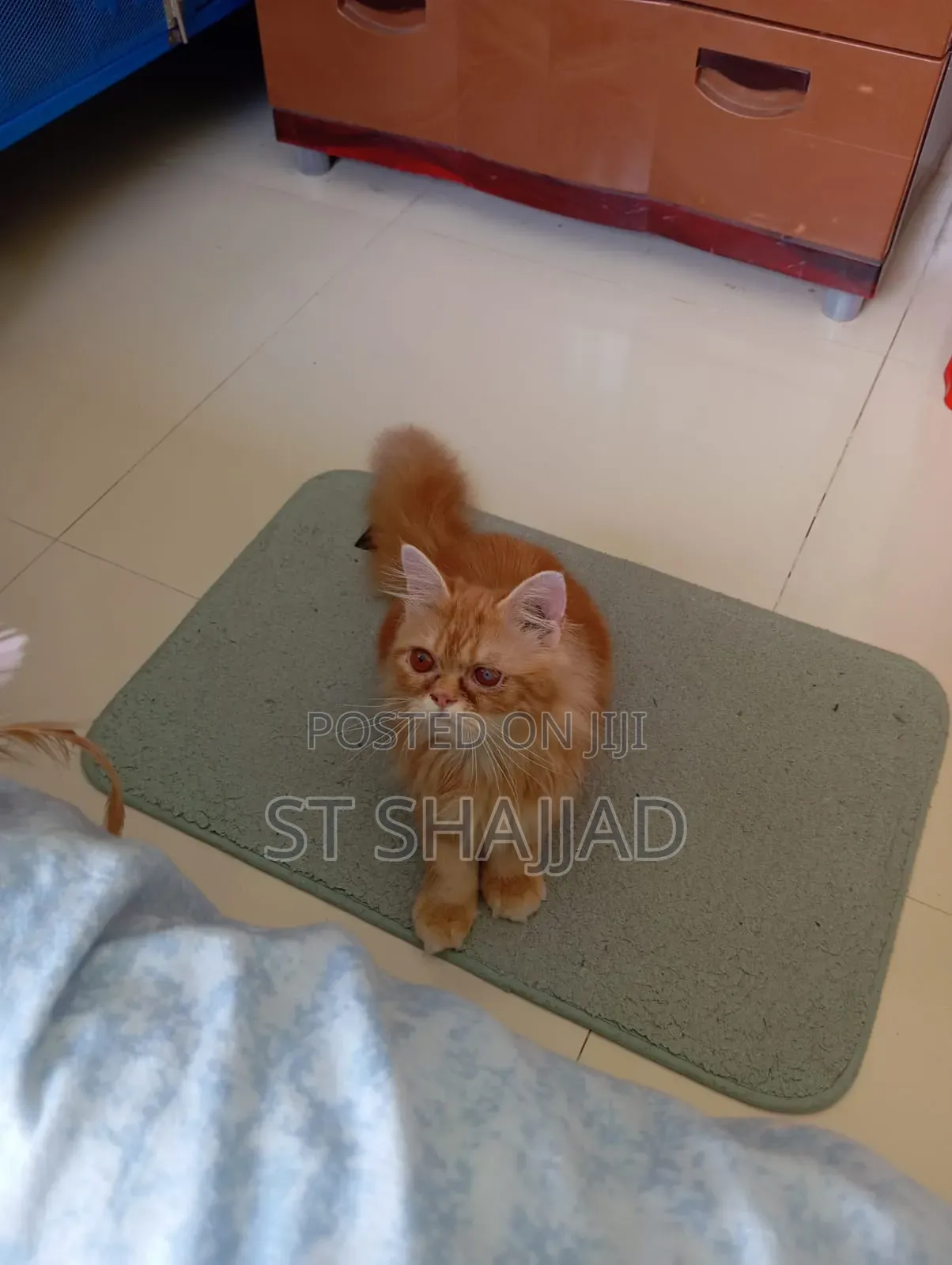 1-3 Months Male Purebred Persian