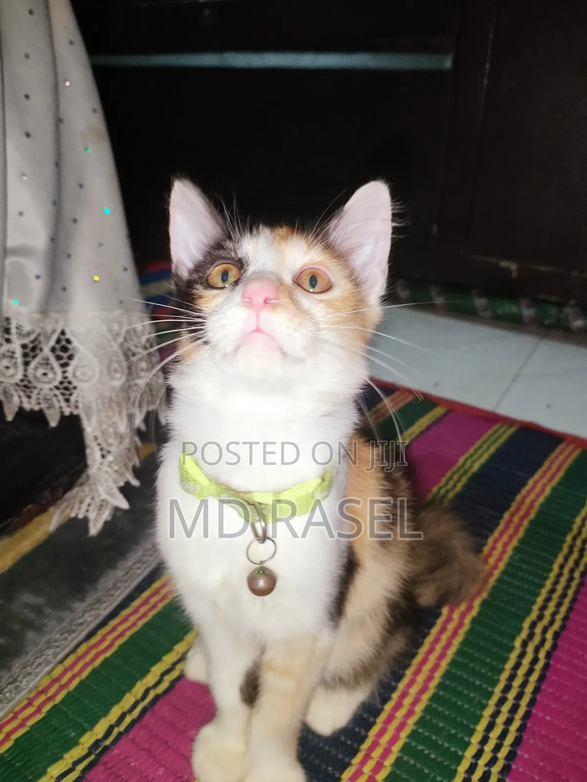 1-3 Months Female Mixed Breed Calico
