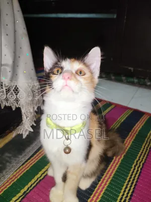 Photo - 1-3 Months Female Mixed Breed Calico