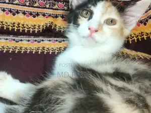 1-3 Months Female Mixed Breed Calico