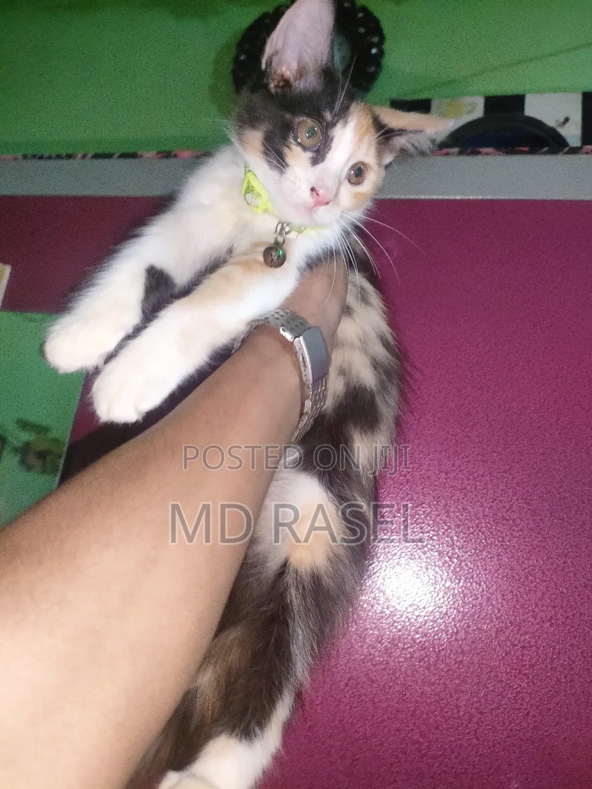 1-3 Months Female Mixed Breed Calico