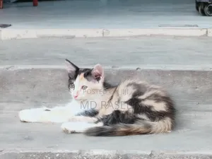 1-3 Months Female Mixed Breed Calico