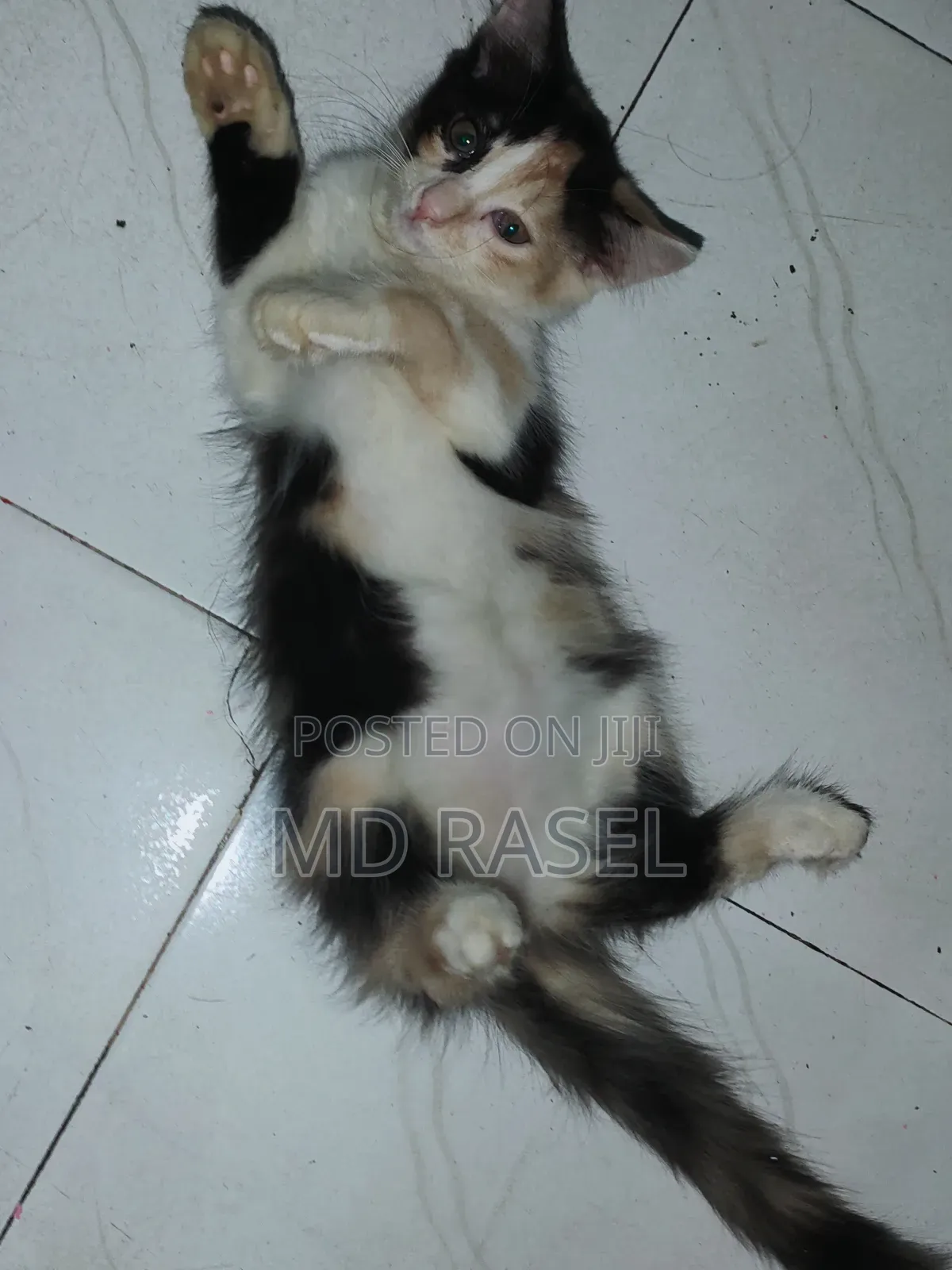 1-3 Months Female Mixed Breed Calico