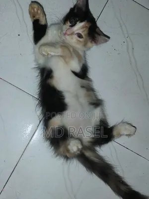 1-3 Months Female Mixed Breed Calico