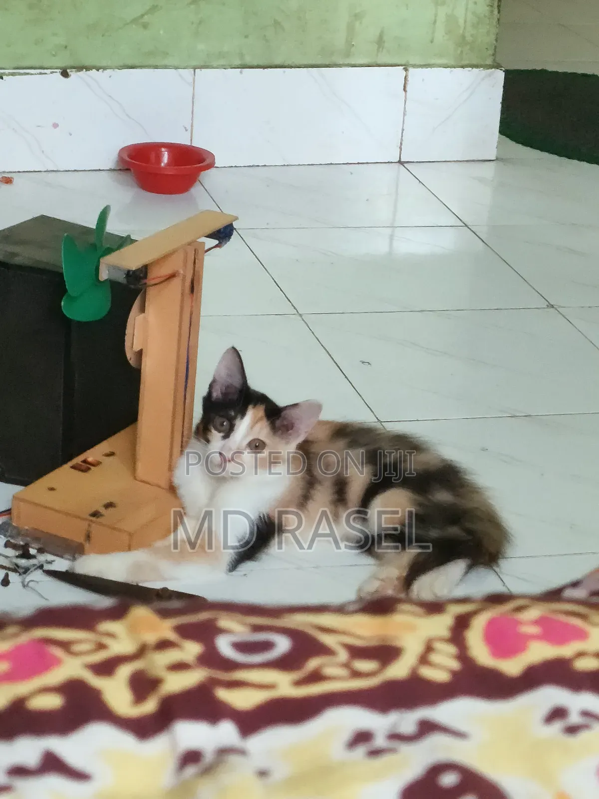 1-3 Months Female Mixed Breed Calico