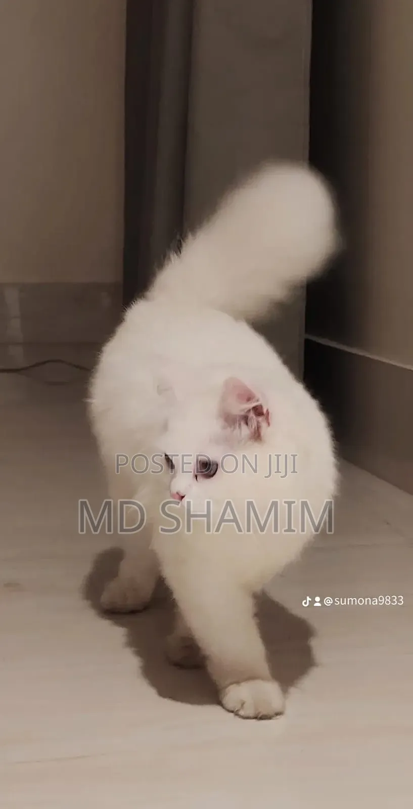 1+ Year Female Purebred Persian