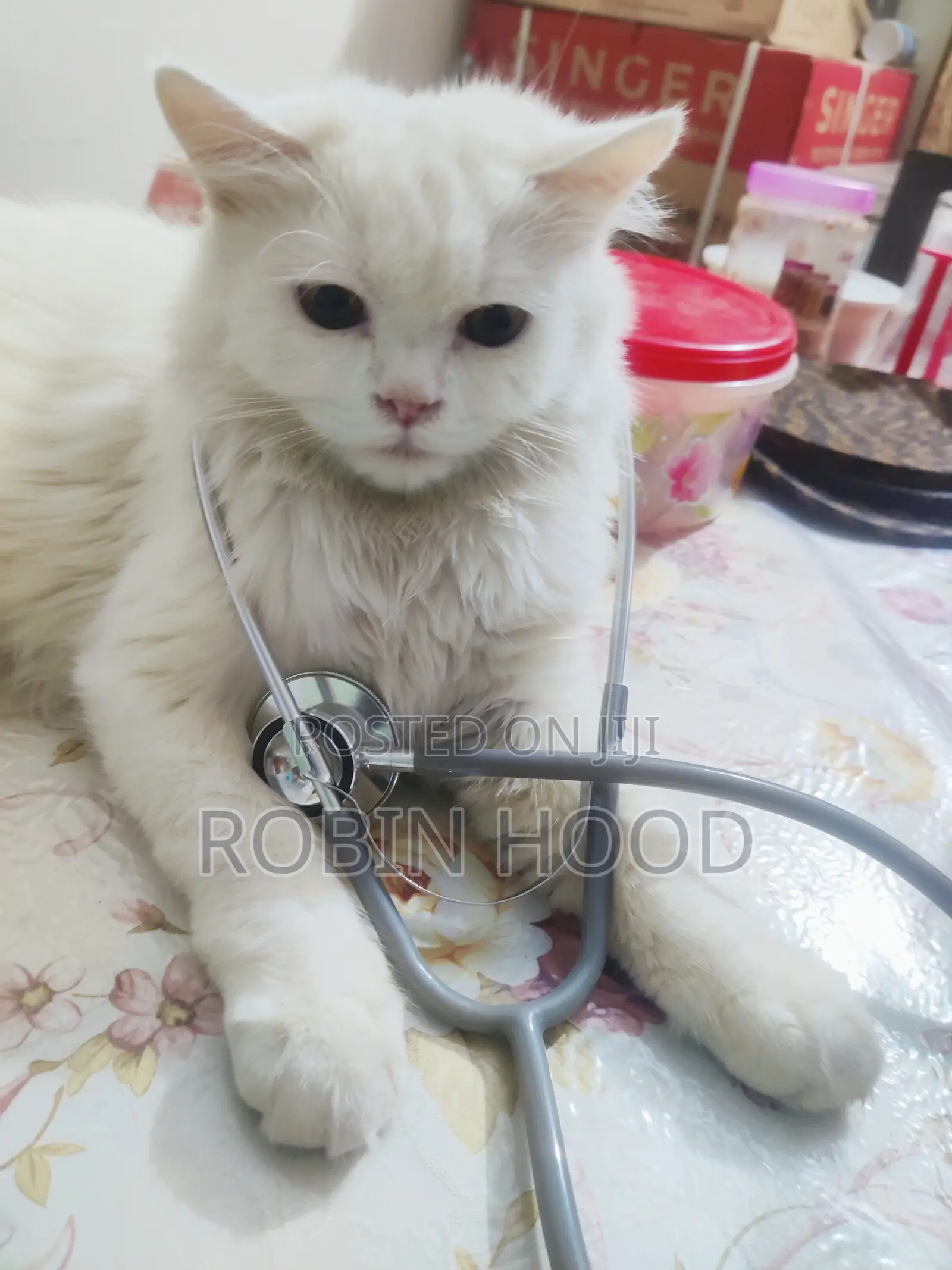 6-12 Months Male Mixed Breed Persian