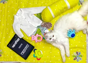 6-12 Months Male Mixed Breed Persian