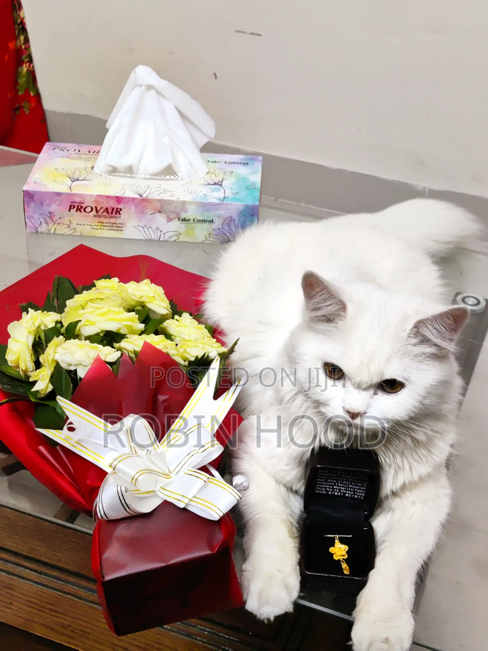 6-12 Months Male Mixed Breed Persian