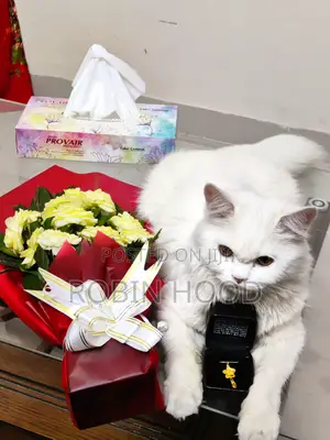 6-12 Months Male Mixed Breed Persian