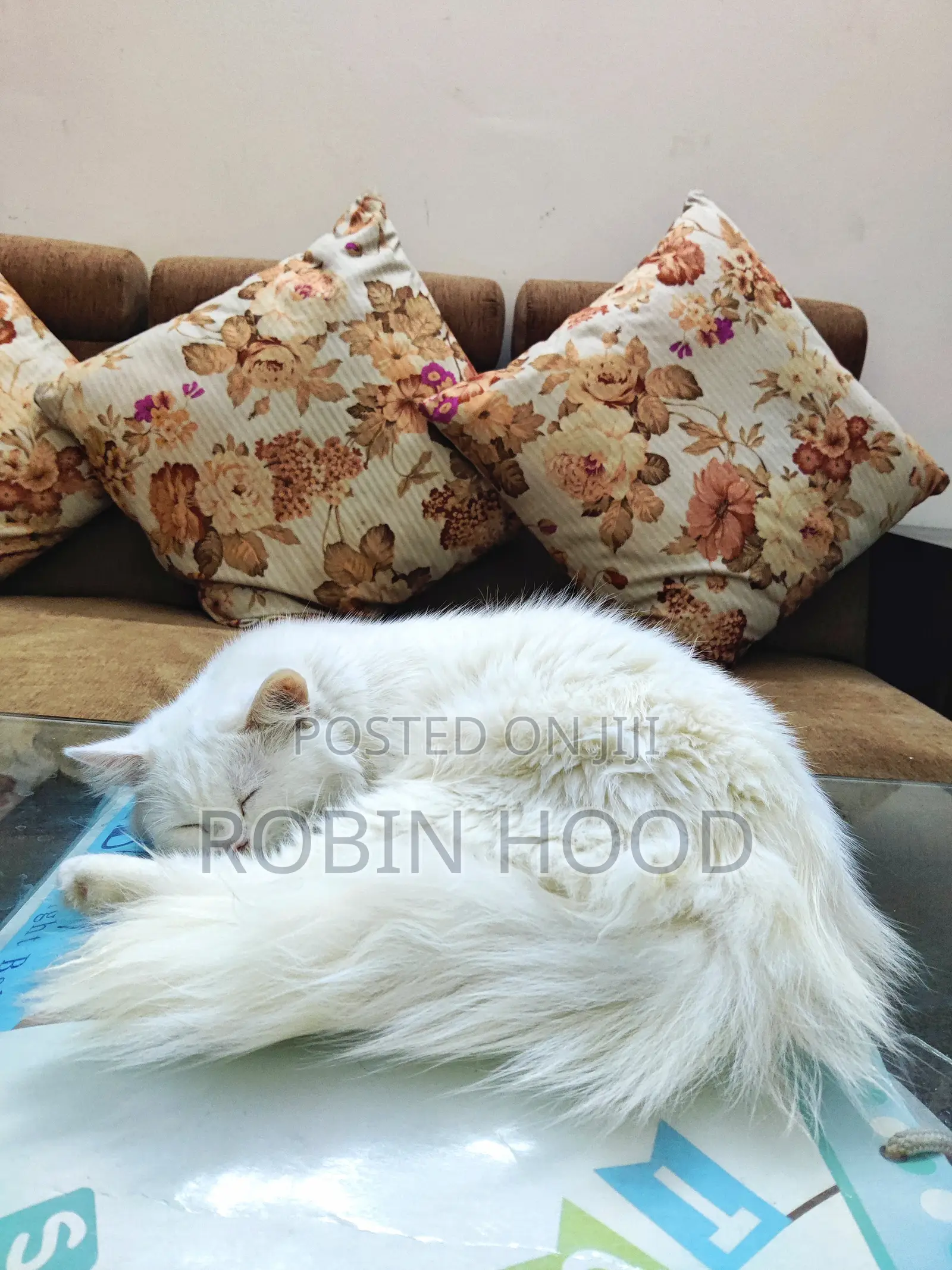 6-12 Months Male Mixed Breed Persian