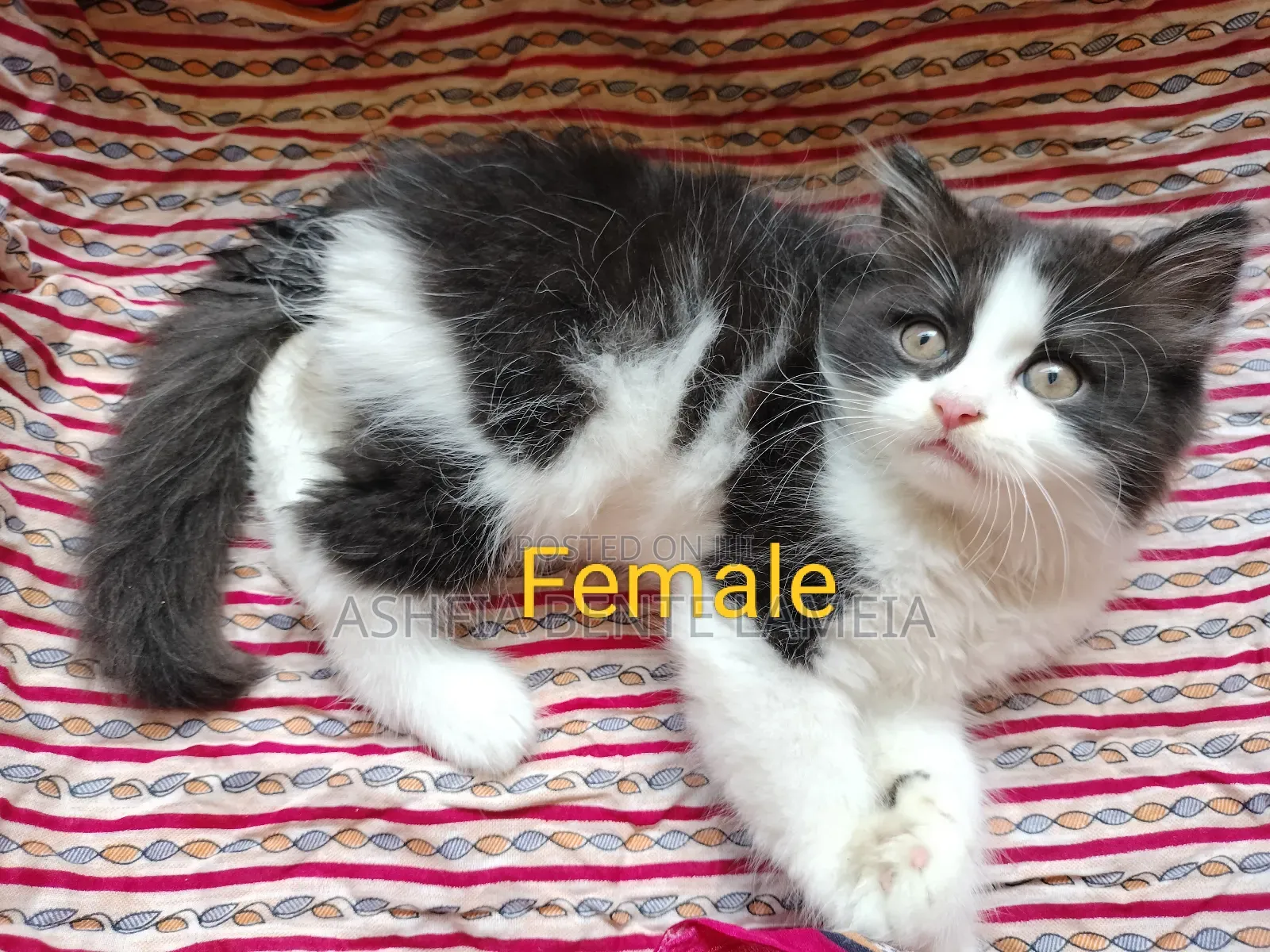1-3 Months Female Purebred Persian