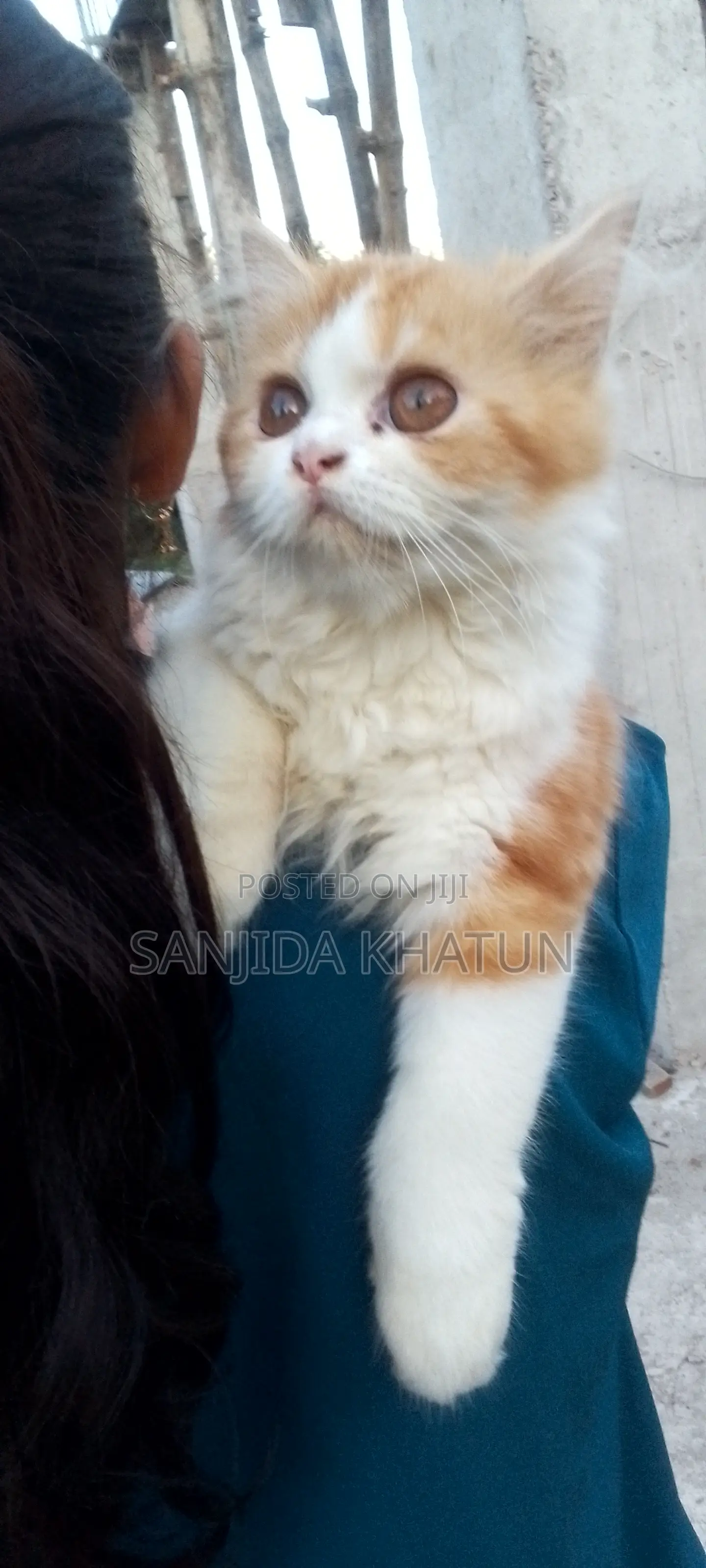 1-3 Months Female Mixed Breed Persian