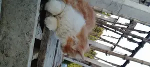 1-3 Months Female Mixed Breed Persian