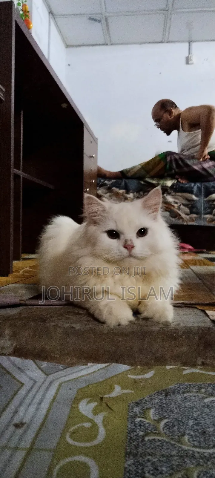 1-3 Months Female Purebred Persian