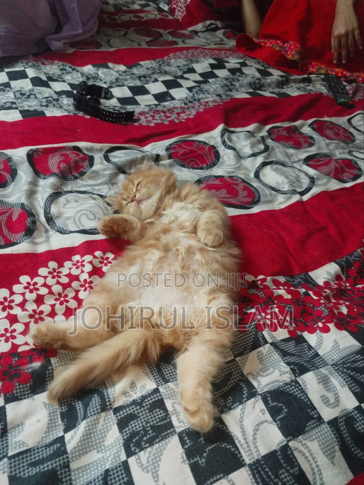 1-3 Months Female Purebred Persian