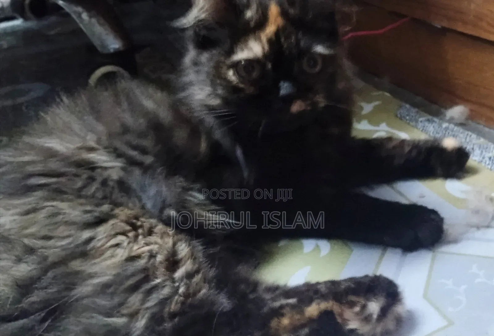 1-3 Months Female Purebred Persian