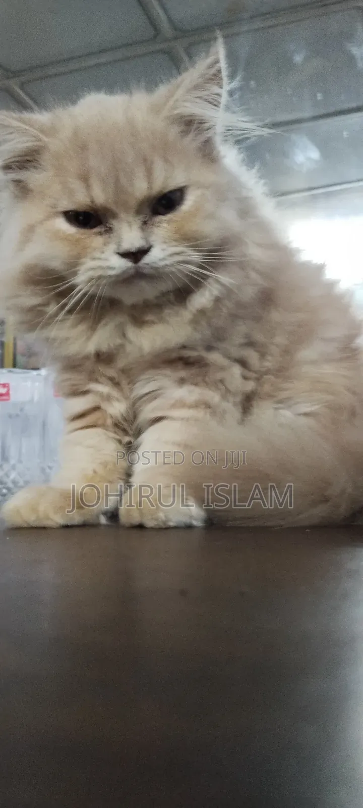 1-3 Months Female Purebred Persian