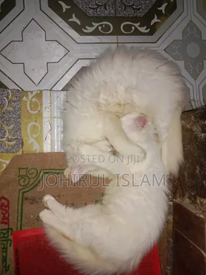 1-3 Months Female Purebred Persian