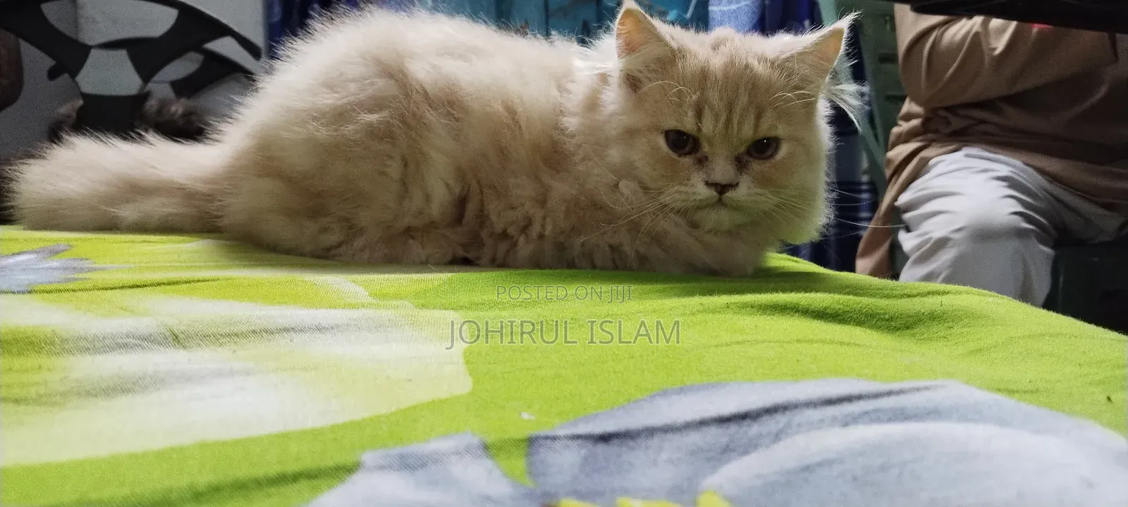 1-3 Months Female Purebred Persian