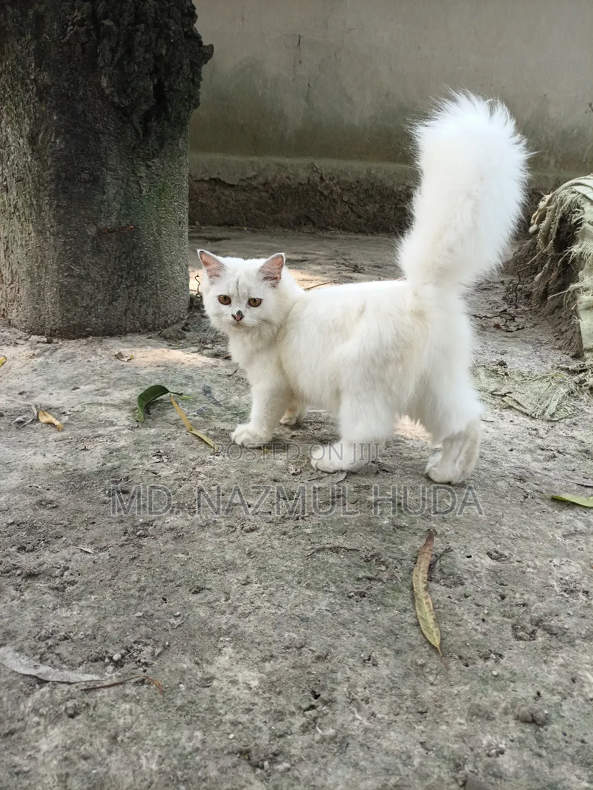 3-6 Months Male Purebred Persian