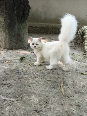 Photo - 3-6 Months Male Purebred Persian