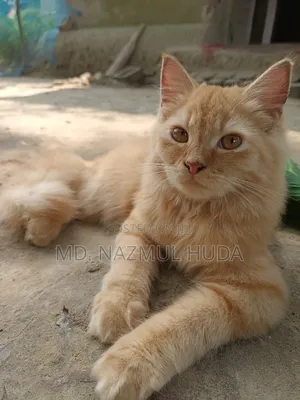 Photo - 3-6 Months Male Purebred Persian