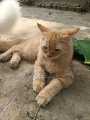 3-6 Months Male Purebred Persian