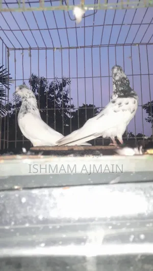 Photo - Pakistani Kabutar Bikri