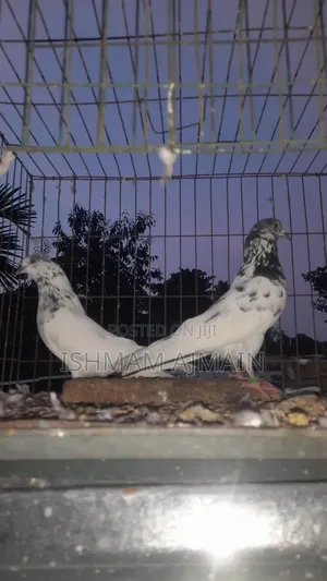 Pakistani Kabutar Bikri