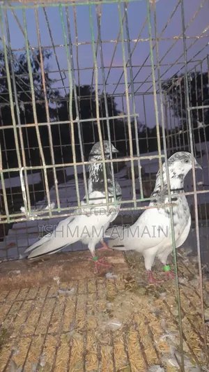 Pakistani Kabutar Bikri