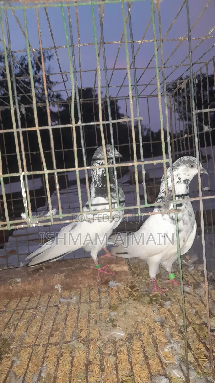 Pakistani Kabutar Bikri