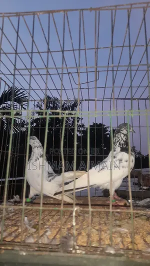 Pakistani Kabutar Bikri