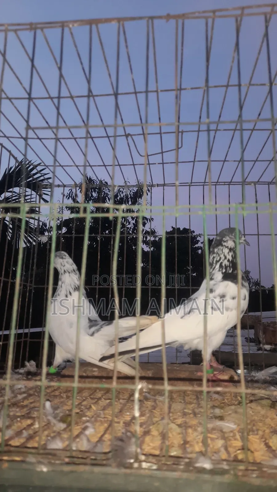 Pakistani Kabutar Bikri