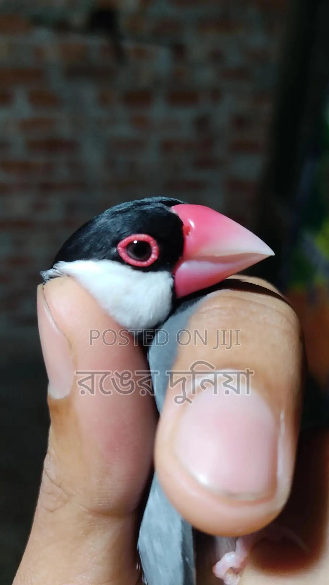 One Pair Java Sparrow Full Adult.