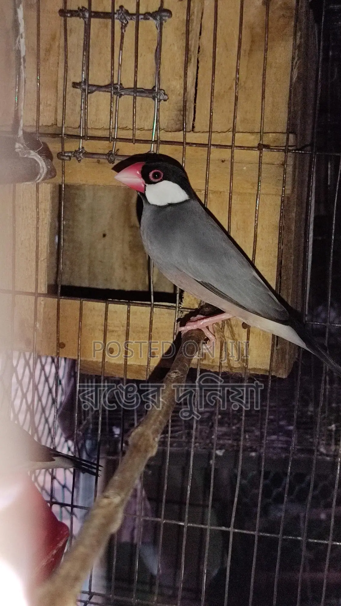 One Pair Java Sparrow Full Adult.