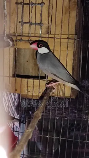 One Pair Java Sparrow Full Adult.