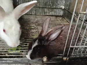 Photo - Rabbit Full Family