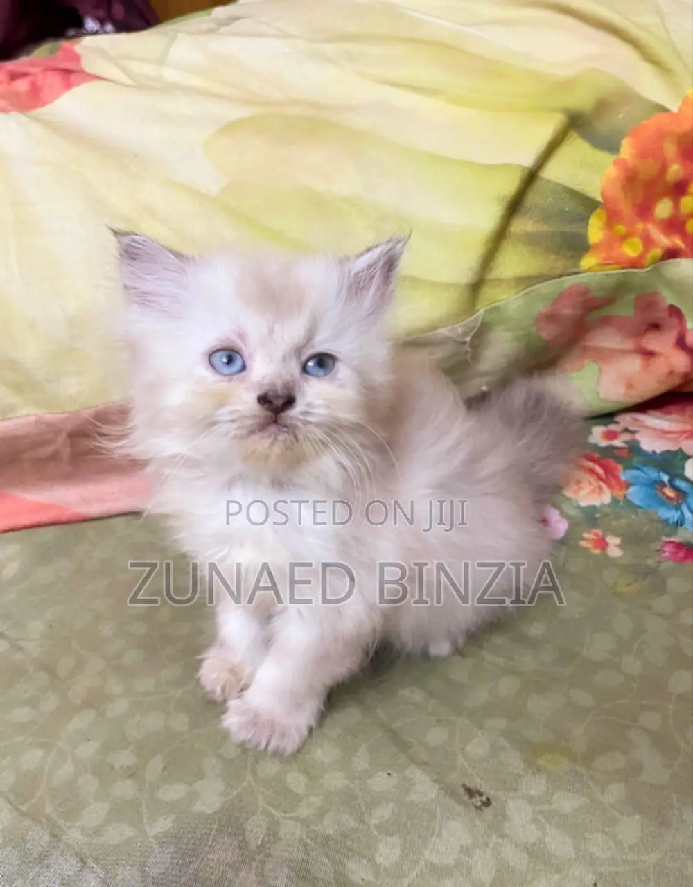 1-3 Months Female Mixed Breed Himalayan