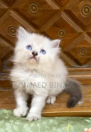 1-3 Months Female Mixed Breed Himalayan