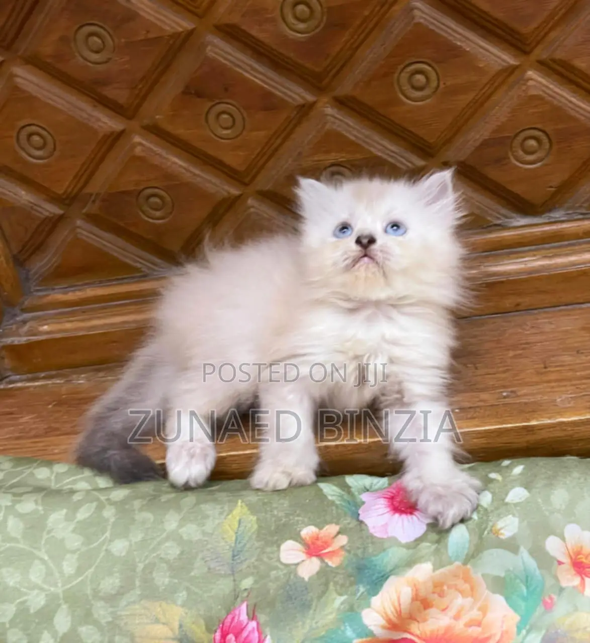 1-3 Months Female Mixed Breed Himalayan