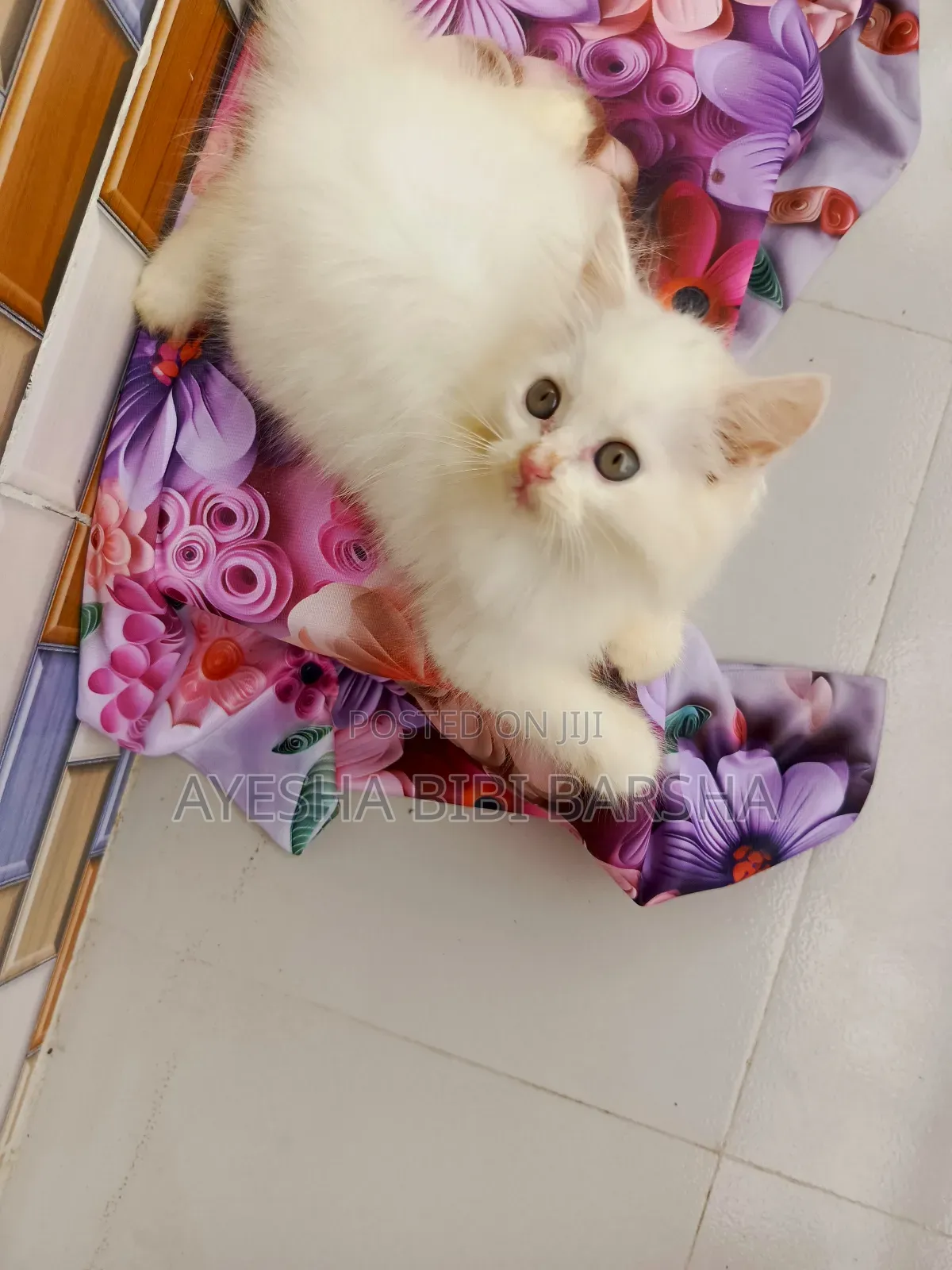 1-3 Months Female Purebred Persian