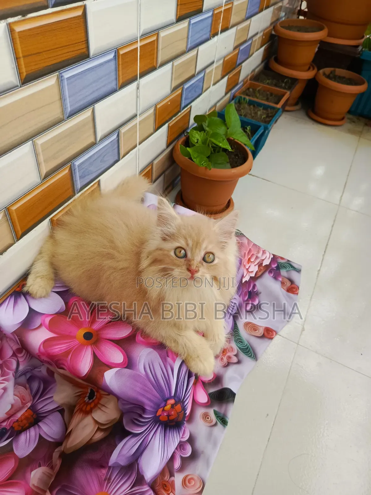 1-3 Months Female Purebred Persian