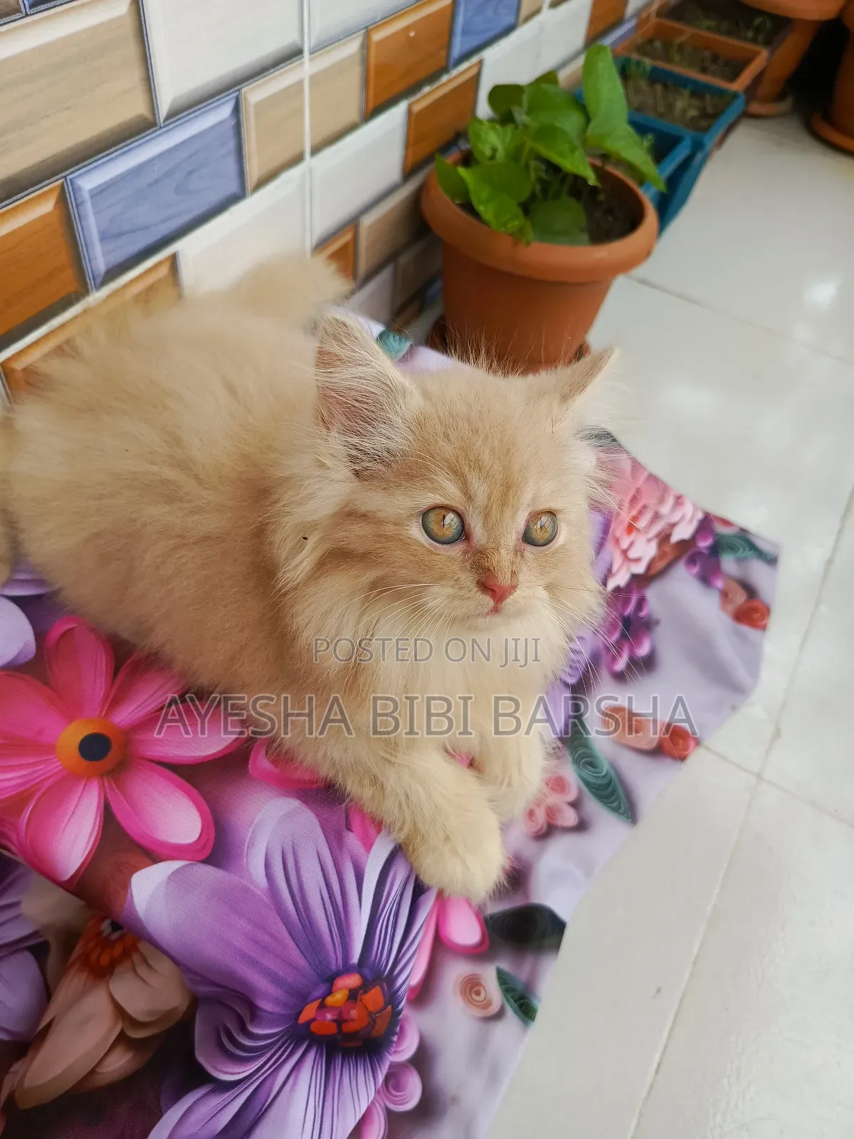1-3 Months Female Purebred Persian
